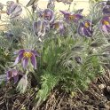 Pulsatilla vulgaris
